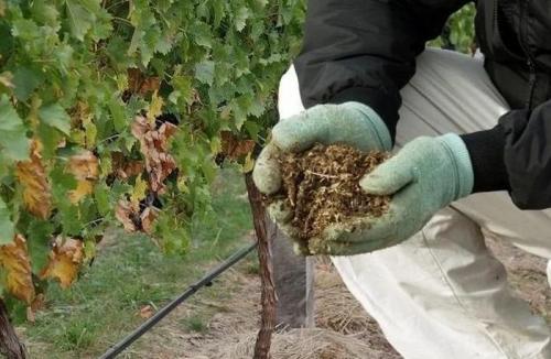 Дозревает ли виноград при хранении + советы. Как правильно собрать и подготовить виноград к хранению 02