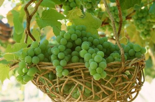 Зеленый виноград кислый. Свойства зелёного винограда