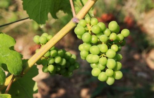 Зеленый виноград кислый. Свойства зелёного винограда