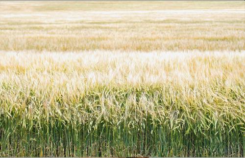 Из чего делают сахар правда. Какие виды существуют