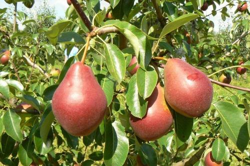 Самоопыляемые сорта груш для Подмосковья. ТОП-10 самых популярных сортов груш для Подмосковья