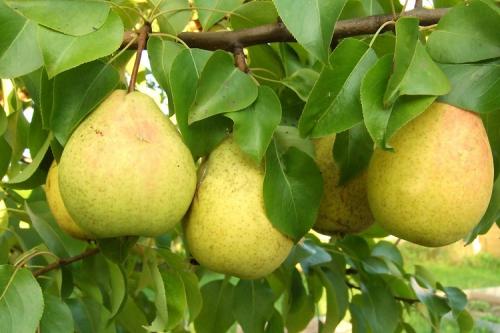 Самоопыляемые сорта груш для Подмосковья. ТОП-10 самых популярных сортов груш для Подмосковья