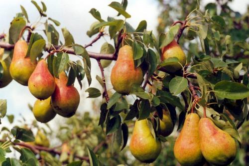 Самоопыляемые сорта груш для Подмосковья. ТОП-10 самых популярных сортов груш для Подмосковья