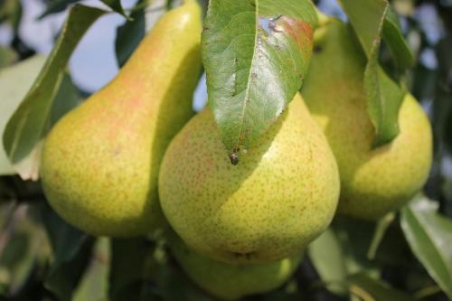 Самоопыляемые сорта груш для Подмосковья. ТОП-10 самых популярных сортов груш для Подмосковья