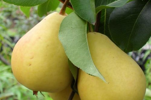 Самоопыляемые сорта груш для Подмосковья. ТОП-10 самых популярных сортов груш для Подмосковья