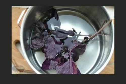 Как использовать базилик фиолетовый. Базилик фиолетовый: польза, сорта с описанием, выращивание