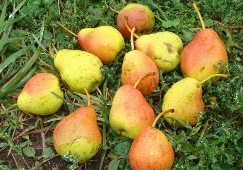 Посадка груши в Ленинградской области. Сорта груш для Ленинградской области (33 вида): список с названиями, достоинствами и недостатками