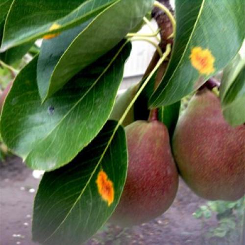 Грунт для посадки груши. Весной или осенью сажать грушу