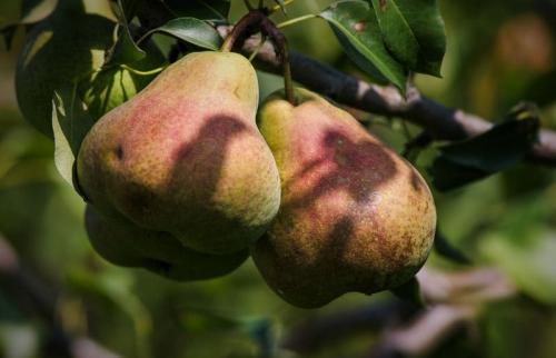 Посадка груши в Ленинградской области. Сорта груш для Ленинградской области (33 вида): список с названиями, достоинствами и недостатками