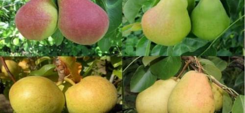 Посадка груши в Ленинградской области. Сорта груш для Ленинградской области (33 вида): список с названиями, достоинствами и недостатками