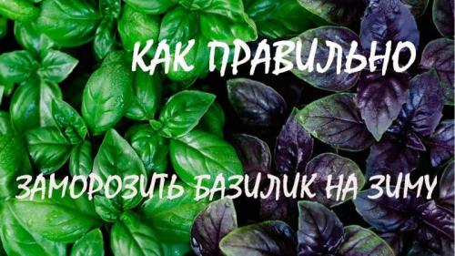Как использовать замороженный базилик. Как правильно заморозить базилик на зиму: подборка лучших способов