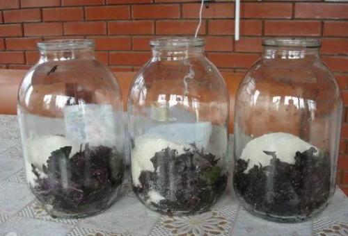 Компот из базилика на зиму. ТОП 8 рецептов приготовления компота из базилика на зиму