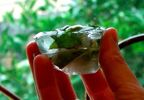 Заготовка базилика на зиму в домашних условиях. Как заготовить базилик на зиму — ТОП 15 лучших рецептов