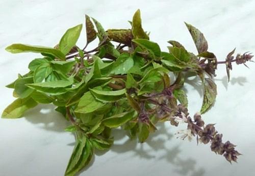 Заготовка базилика на зиму в домашних условиях. Как заготовить базилик на зиму — ТОП 15 лучших рецептов