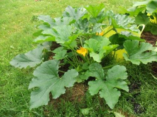 Почему кабачки горькие и что с этим делать. Причины