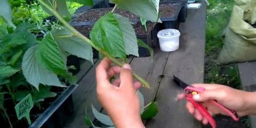 Размножение малины зелеными черенками. Размножение малины черенками