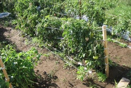 Томат хурма высокорослый. Описание и характеристики сорта томатов Хурма, урожайность и выращивание