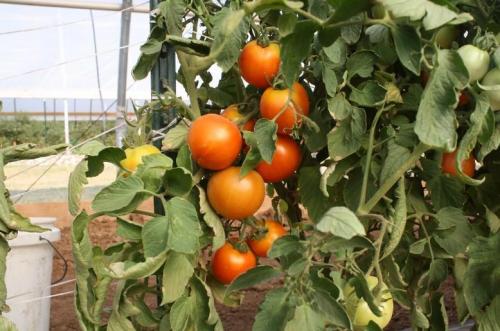 Томат хурма высота. Как формировать томат Хурма?