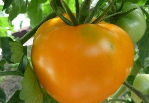 Томат хурма высокорослый. Описание и характеристики сорта томатов Хурма, урожайность и выращивание