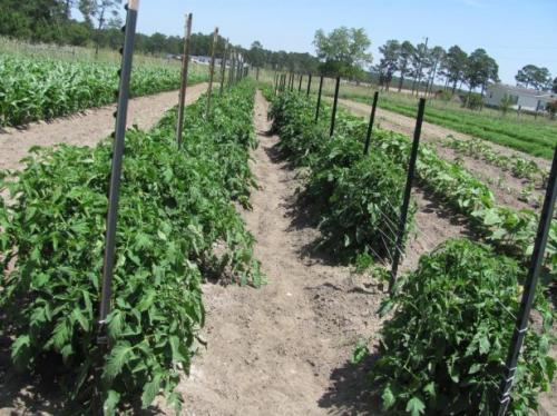 Томат хурма выращивание и уход. Описание сорта