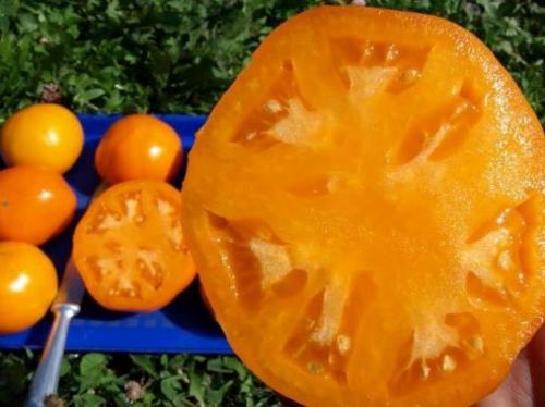 Томат хурма выращивание и уход. Описание сорта