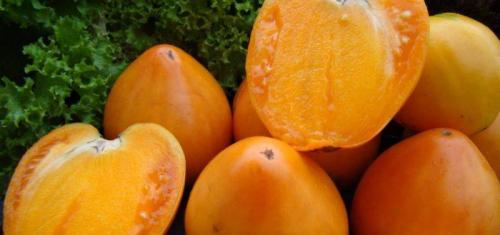 Томат хурма высокорослый. Описание и характеристики сорта томатов Хурма, урожайность и выращивание