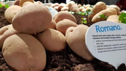 Картофель романо: описание сорта. Среднеранний столовый сорт картофеля «Романо» от нидерландских селекционеров