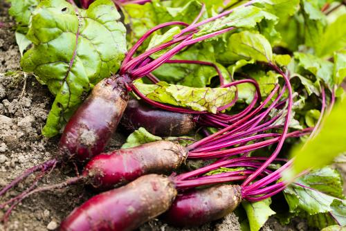 Как влияет климат средней полосы на выбор сортов свёклы. Сажаем свеклу в средней полосе России. Советы от автора