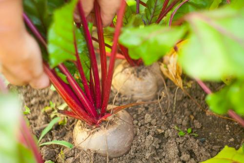 Как влияет климат средней полосы на выбор сортов свёклы. Сажаем свеклу в средней полосе России. Советы от автора