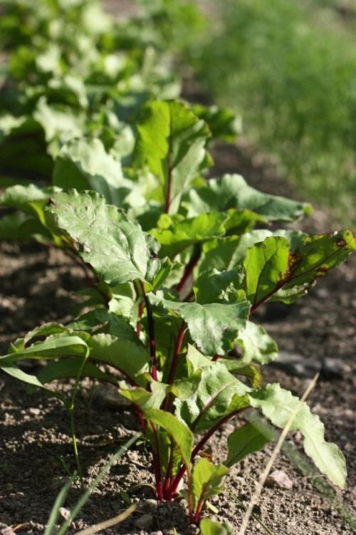 Какие рекомендации по выращиванию свеклы для последующего хранения. Требования свёклы к условиям выращивания