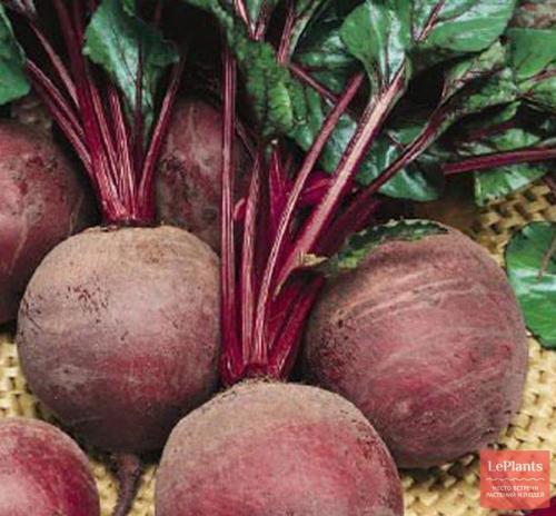 Каковы особенности выбора сортов свёклы для средней полосы. Популярные сорта свеклы столовой для средней полосы