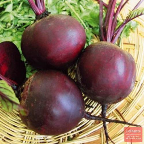 Каковы особенности выбора сортов свёклы для средней полосы. Популярные сорта свеклы столовой для средней полосы