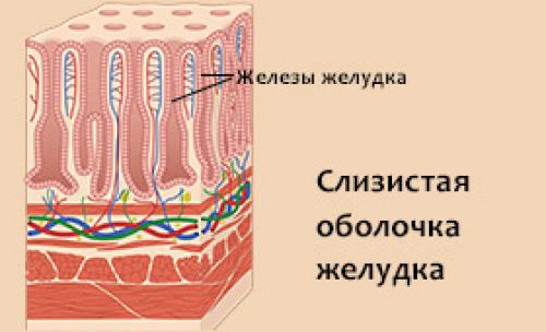 Как восстановить защитные свойства желудка.. Патогенез острого гастрита 03 Как восстановить защитные свойства желудка.. Патогенез острого гастрита 03