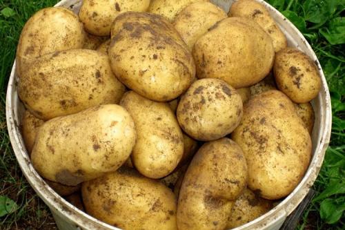 Картофель Гала википедия. Описание сорта картофеля Гала
