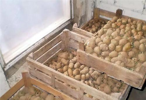 Картофель Ривьера. Сорт картофеля Ривьера – характеристика, описание и отзывы, вкусовые качества, агротехника, фото