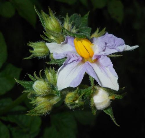 Картофель Родриго – характеристика сорта, отзывы, вкусовые качества, фото