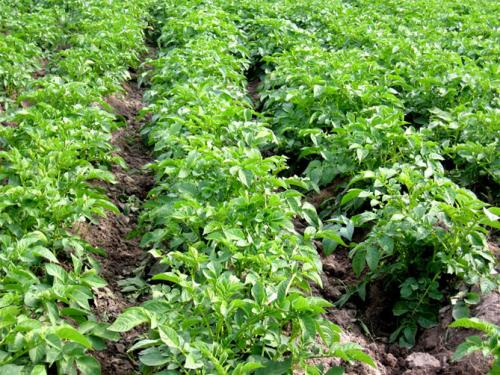 Картофель Ривьера. Сорт картофеля Ривьера – характеристика, описание и отзывы, вкусовые качества, агротехника, фото