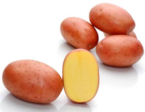 Картофель Родриго – характеристика сорта, отзывы, вкусовые качества, фото