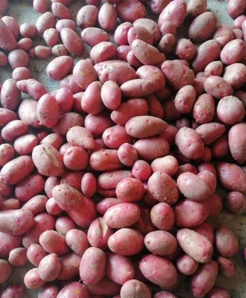 Картофель Родриго – характеристика сорта, отзывы, вкусовые качества, фото