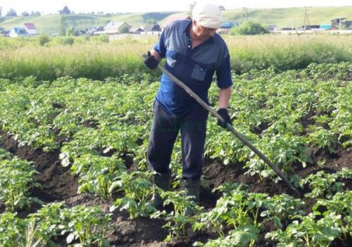 Картофель Ривьера. Сорт картофеля Ривьера – характеристика, описание и отзывы, вкусовые качества, агротехника, фото