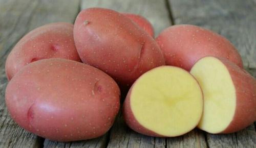 Картофель Родриго – характеристика сорта, отзывы, вкусовые качества, фото