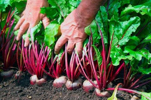 Как определить, какой сорт свеклы будет наиболее продуктивным в условиях Урала. Лучшие сорта свеклы для открытого грунта