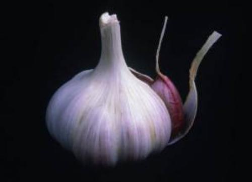 Состав чеснока. Чеснок