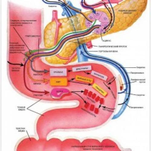 Лечение поджелудочной железы эффективно и правильно. Симптомы заболеваний поджелудочной железы 02