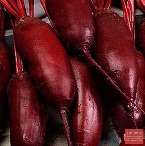 Какие сорта свеклы более устойчивы к холодам и заморозкам. Сорта свеклы для Урала