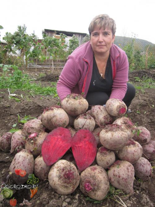 Какие особенности почвы на Урале важны при выборе сорта свеклы. Проверенные сорта свеклы для Подмосковья, Сибири и Урала