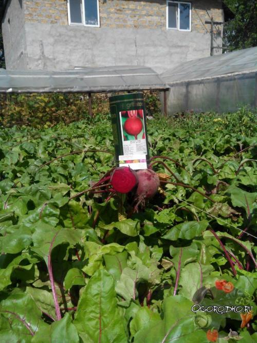 Какие особенности почвы на Урале важны при выборе сорта свеклы. Проверенные сорта свеклы для Подмосковья, Сибири и Урала