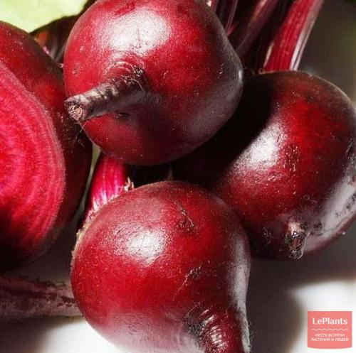 Какие сорта свеклы более устойчивы к холодам и заморозкам. Сорта свеклы для Урала