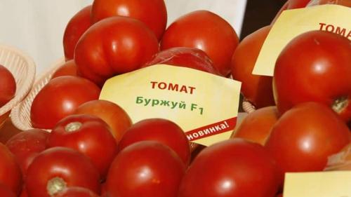 Томат буржуй. Общее описание сорта