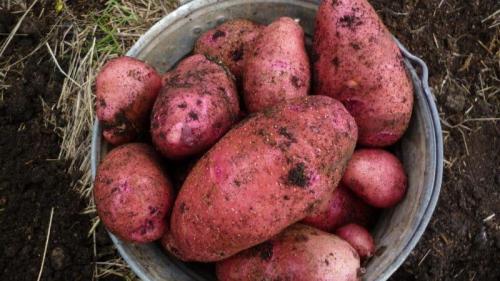 Картофель родриго. Среднеранний сорт картофеля «Родрига» с крупными розовыми клубнями